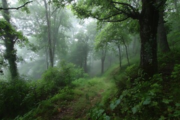 Green Forest Shrouded in Foggy Ambiance  
