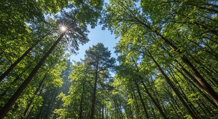 Obraz premium Sunlit Canopy: A Serene Forest Scene in Vibrant Green