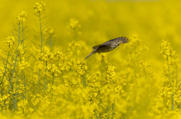 corn bunting Emberiza calandra in early spring somewhere in Central France
