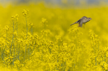 corn bunting Emberiza calandra in early spring somewhere in Central France