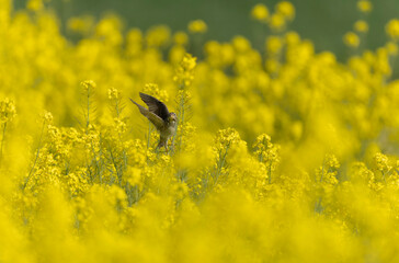 corn bunting Emberiza calandra in early spring somewhere in Central France