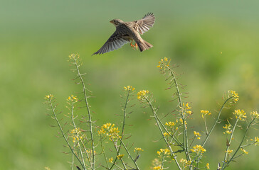 corn bunting Emberiza calandra in early spring somewhere in Central France