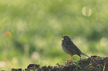 corn bunting Emberiza calandra in early spring somewhere in Central France