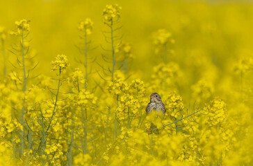 Obraz premium corn bunting Emberiza calandra in early spring somewhere in Central France