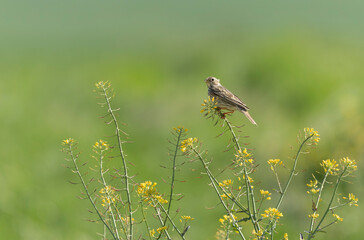 corn bunting Emberiza calandra in early spring somewhere in Central France