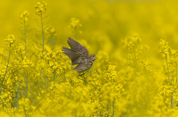 corn bunting Emberiza calandra in early spring somewhere in Central France