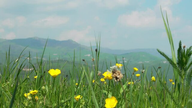 Yellow Flowers in Foreground with Mountains and Blue Sky in Background