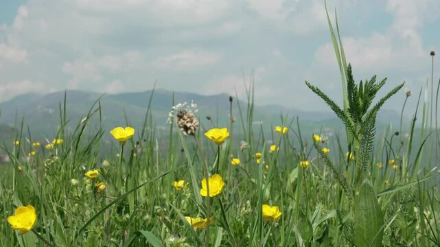 Yellow Flowers in Foreground with Mountains and Blue Sky in Background