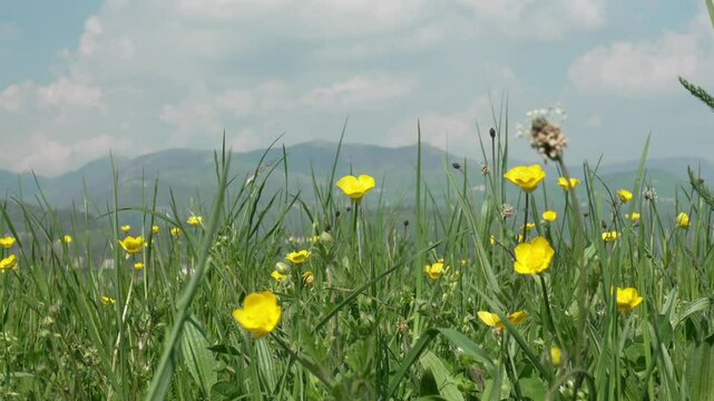 Yellow Flowers in Foreground with Mountains and Blue Sky in Background