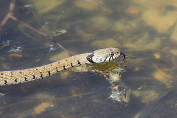 Barred grass snake Natrix Helvetica swimming on a pond in Central France