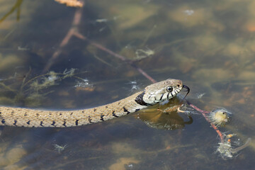 Barred grass snake Natrix Helvetica swimming on a pond in Central France