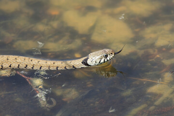 Barred grass snake Natrix Helvetica swimming on a pond in Central France