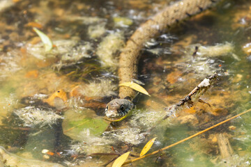 Barred grass snake Natrix Helvetica swimming on a pond in Central France