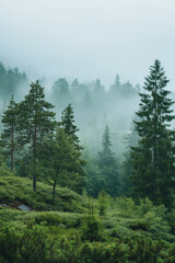 Misty evergreen forest landscape with pine trees. Nature and tranquility concept.