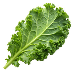 Curly kale fresh vibrant leafy greens healthy food closeup view isolated on transparent background.