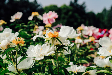 Colorful peonies bloom in a vibrant garden under clear blue skies