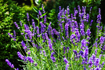 Obraz premium Purple lavender blooms in a sunny garden during summer season