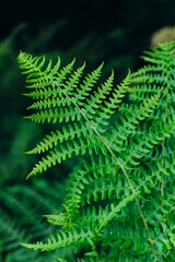 Vibrant green fern leaves captured in a lush forest during daylight hours