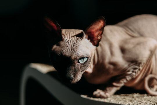 Sphynx cat positioned on a textured surface with intriguing lighting in a cozy indoor setting