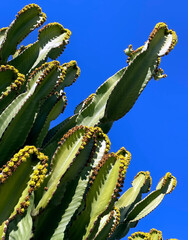 General view of stems and flowers of Euphorbia candelabra against blue sky. Majorca Island. Spain.