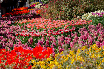 A vibrant display of blooming tulips in Keukenhof, the world-famous flower garden in the Netherlands. Captured during spring, this image showcases the rich colors and natural beauty that attract visit