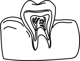 Tooth with Nerve Cross-Section Illustration