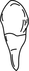 Tooth Root Anatomy Line Drawing