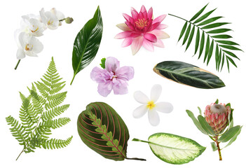 Different tropical leaves and flowers on white background, set