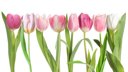 Different beautiful tulip flowers on white background, set