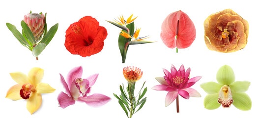 Beautiful tropical flowers isolated on white, set