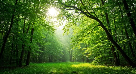 Naklejka premium Sunlit Forest Path: Lush Greenery and Serene Sunlight