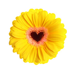 Yellow gerbera flower with heart-shaped center on white background