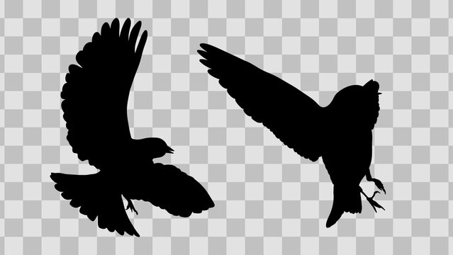 Flying silhouette birds. Nature wildlife shadow elements of birds predator with transparent background 