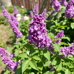 Obraz premium Blooming purple lilac in a spring garden