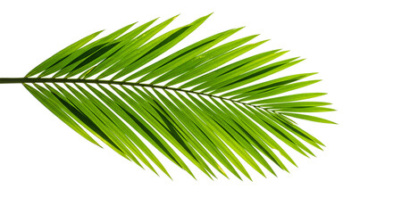 Obraz premium Green palm leaf illustration with sharp fronds isolated on transparent background, ideal for tropical decor, summer designs, nature branding, spa visuals, and beach-themed elements