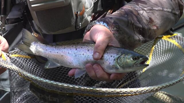 Fisherman's Hand Holding a Sea Trout (Salmo trutta) on the Landing Net After Catching It - 1669
