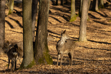 Wild deer in the forest in autumn. Deer in the wild nature in the forest park