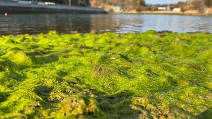 green grass and water