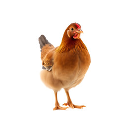 Fototapeta premium Curious brown dwarf hen standing side ways, looking straight ahead. Isolated on white background.