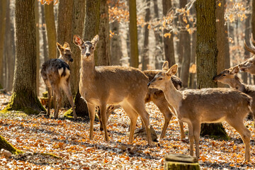 Wild deer in the forest in autumn. Deer in the wild nature in the forest park