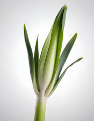 Obraz premium Single isolated photorealistic leek, highly detailed, sharp focus, soft studio lighting, modern aesthetic, isolated on white background