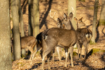Wild deer in the forest in autumn. Deer in the wild nature in the forest park