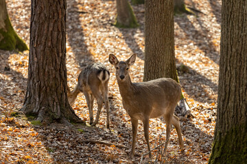 Wild deer in the forest in autumn. Deer in the wild nature in the forest park