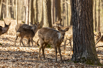 Wild deer in the forest in autumn. Deer in the wild nature in the forest park