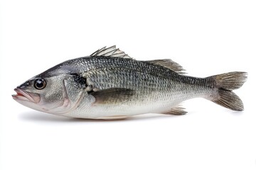 Fototapeta premium Fresh sea bass on a white backdrop