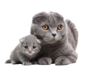 A gray Scottish Fold cat with a kitten on a white background, png, transparent