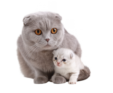 A gray Scottish Fold cat with a kitten on a white background, png, transparent