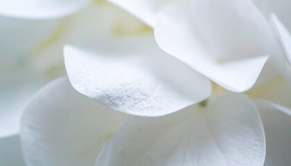 Obraz premium beautiful detailed abstract flower petal close up seamless wallpaper background, graphic resource