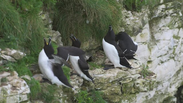 Razorbill, Alca Torda, birds on cliffs, Bempton Cliffs, North Yorkshire, England	