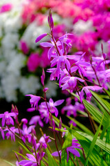 公園で初夏の日差しに輝きそよ風に揺れる紫蘭の花